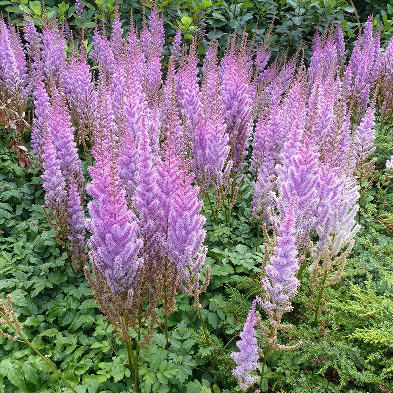 Astilbe Astilbe Chinensis – Chinese Pumila Garden Flower Seeds