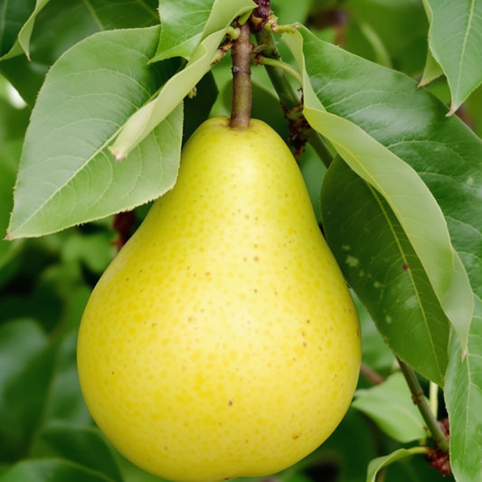 Yellow Pear – Garden Vegetable Seeds
