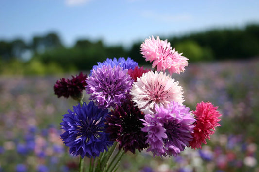 Polka Dot Mixed Bachelor Button – Colorful Wildflower Seeds