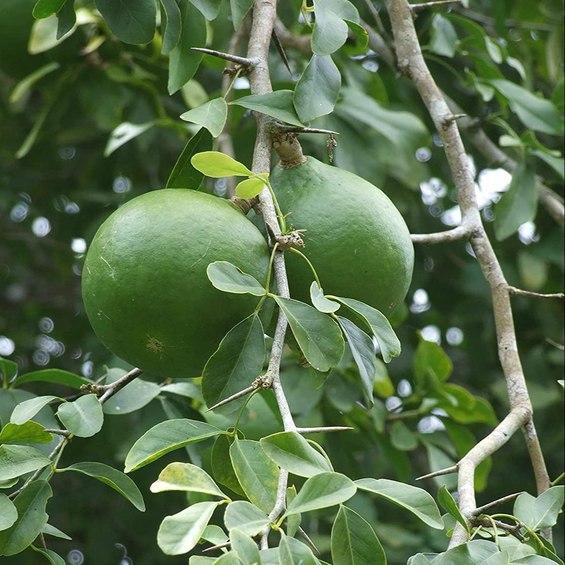 Aegle Marmelos – Indian Bael Fruit Shrub Tree Seeds