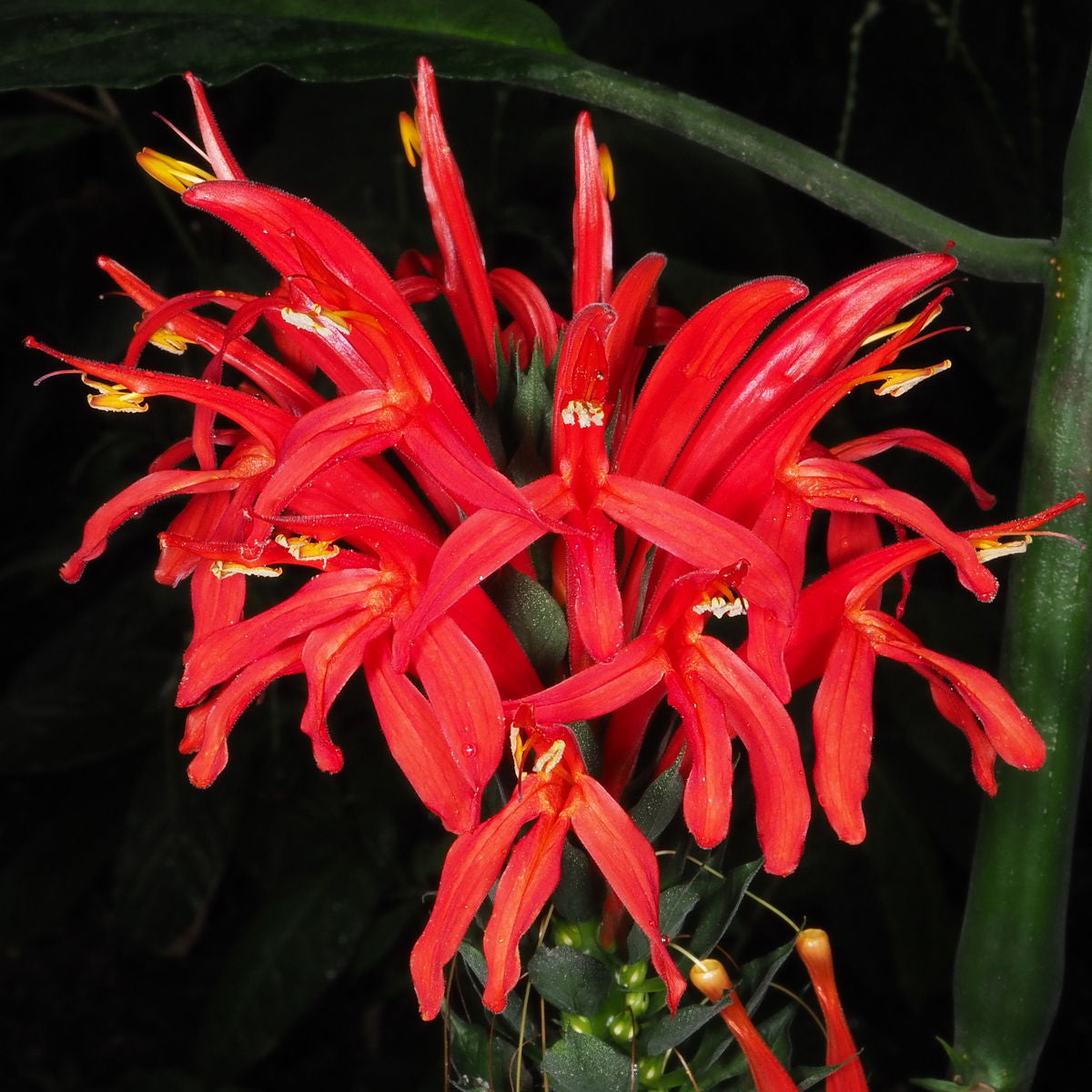 Pachystachys Red Lutea Ornamental Flower Seeds – Tropical Decorative Blooms for Planting