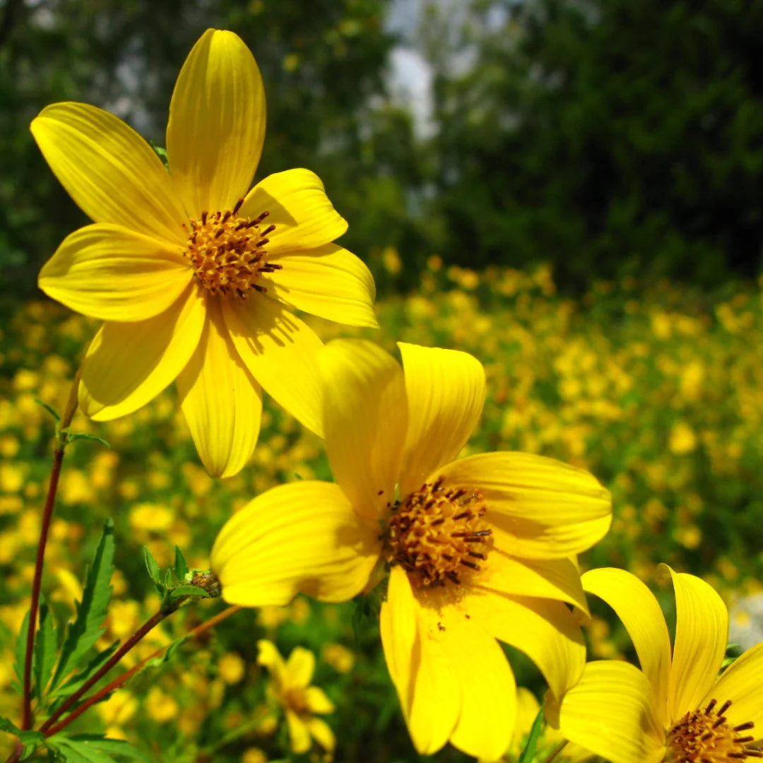 Swamp Marigold Bidens – Perennial Wildflower Garden Seeds