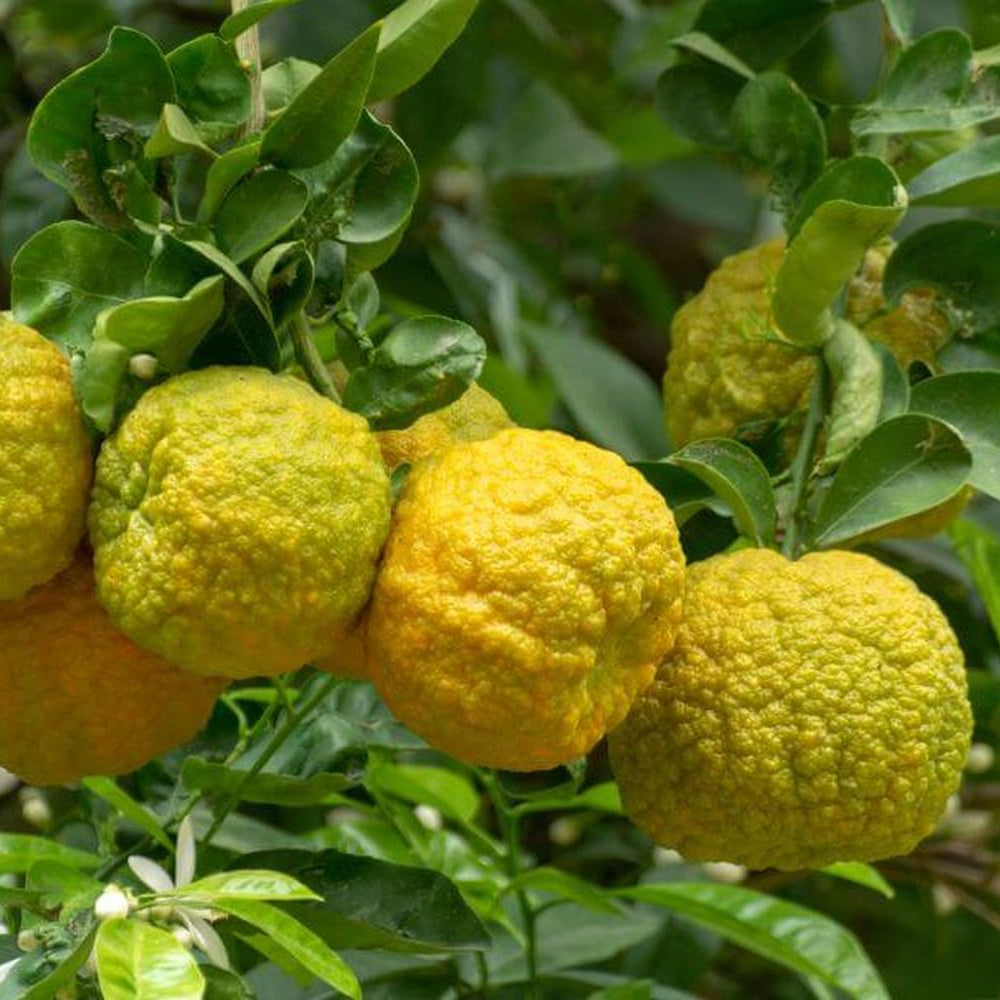 Bergamot Orange Seeds Citrus Bergamia - Fragrant Fruit Tree for Tea & Essential Oil
