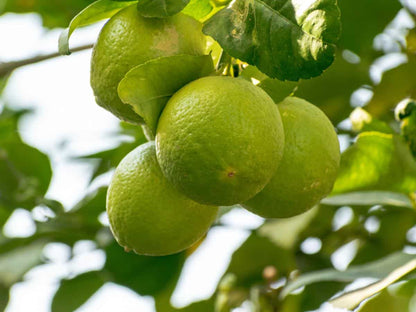 Bergamot Orange Seeds Citrus Bergamia - Fragrant Fruit Tree for Tea & Essential Oil