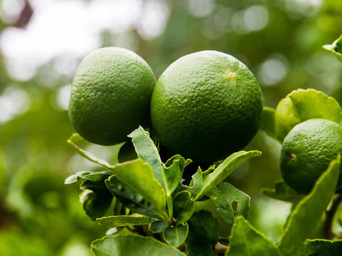 Bergamot Orange Seeds Citrus Bergamia - Fragrant Fruit Tree for Tea & Essential Oil