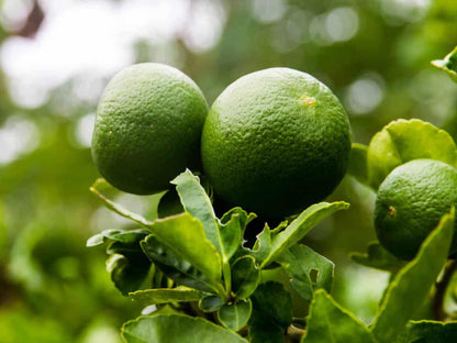 Bergamot Orange Seeds Citrus Bergamia - Fragrant Fruit Tree for Tea & Essential Oil