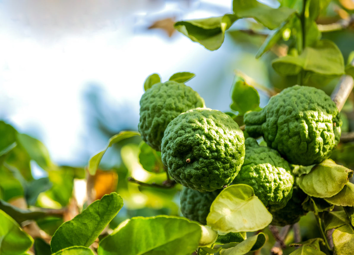 Bergamot Orange Seeds Citrus Bergamia - Fragrant Fruit Tree for Tea & Essential Oil
