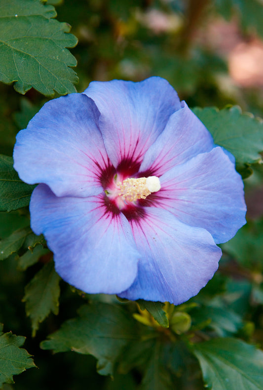 Blue Kawaii Japanese – Garden Flower Seeds
