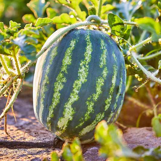 Competition Watermelon Cross – Garden Fruit Seeds