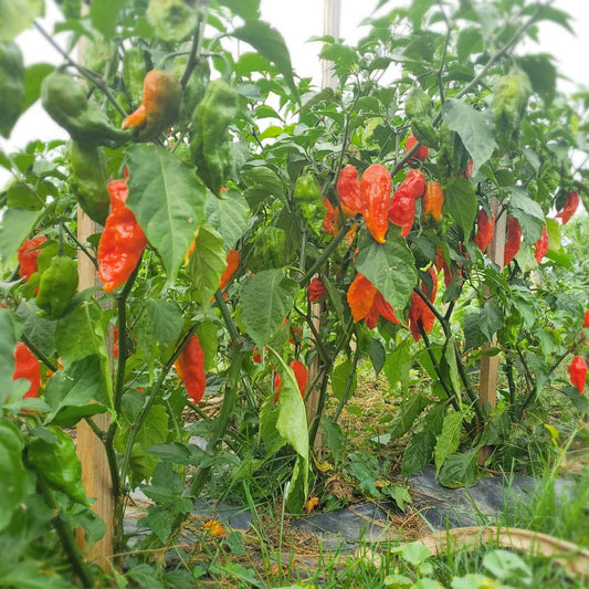 Bhut Jolokia Ghost – Garden Vegetable Seeds