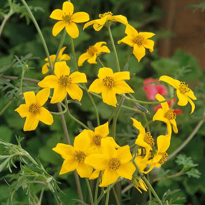 Swamp Marigold Bidens – Perennial Wildflower Garden Seeds