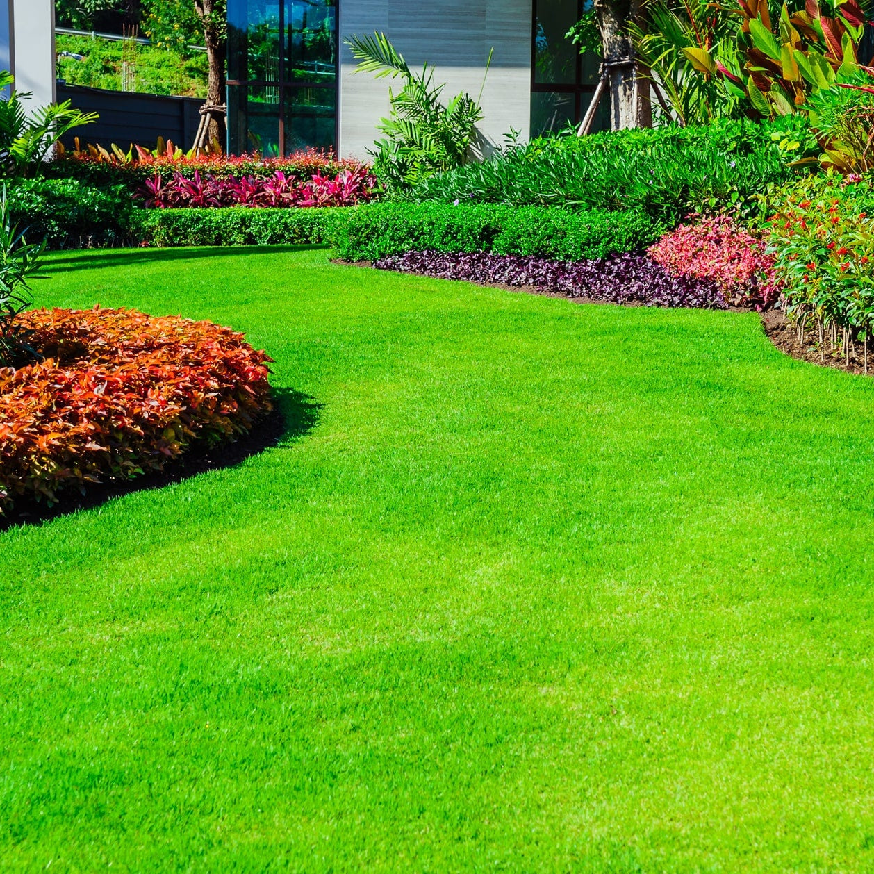 Zoysia Grass Seeds Zoysia Japonica Dense, Drought-Tolerant Lawn Soft, Low-Maintenance Turf