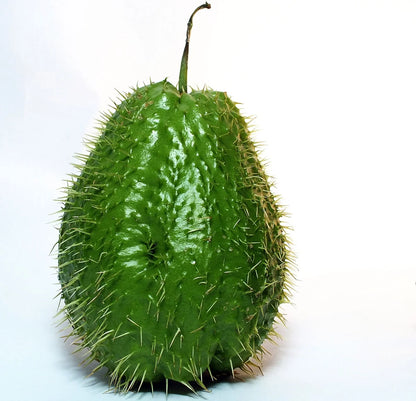 Spiny Chayote Vegetable Seeds – Thorned Green Variety for Home Growing