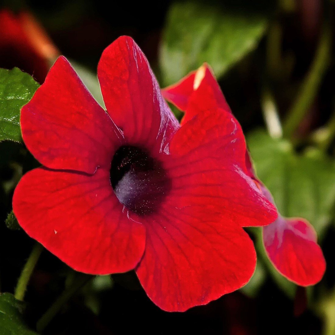 Thunbergia Alata ‘Red Beauty’ Seeds – Heirloom, Non-GMO, Climbing Annual Vine