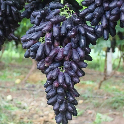 Finger Grape Seeds Vitis Vinifera Fruit Seed Heirloom - Fruit Seeds