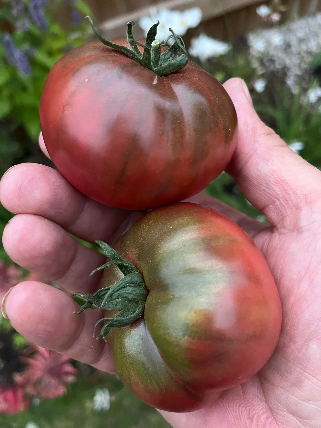 Black from Tula Tomato – Heirloom Vegetable Garden Seeds