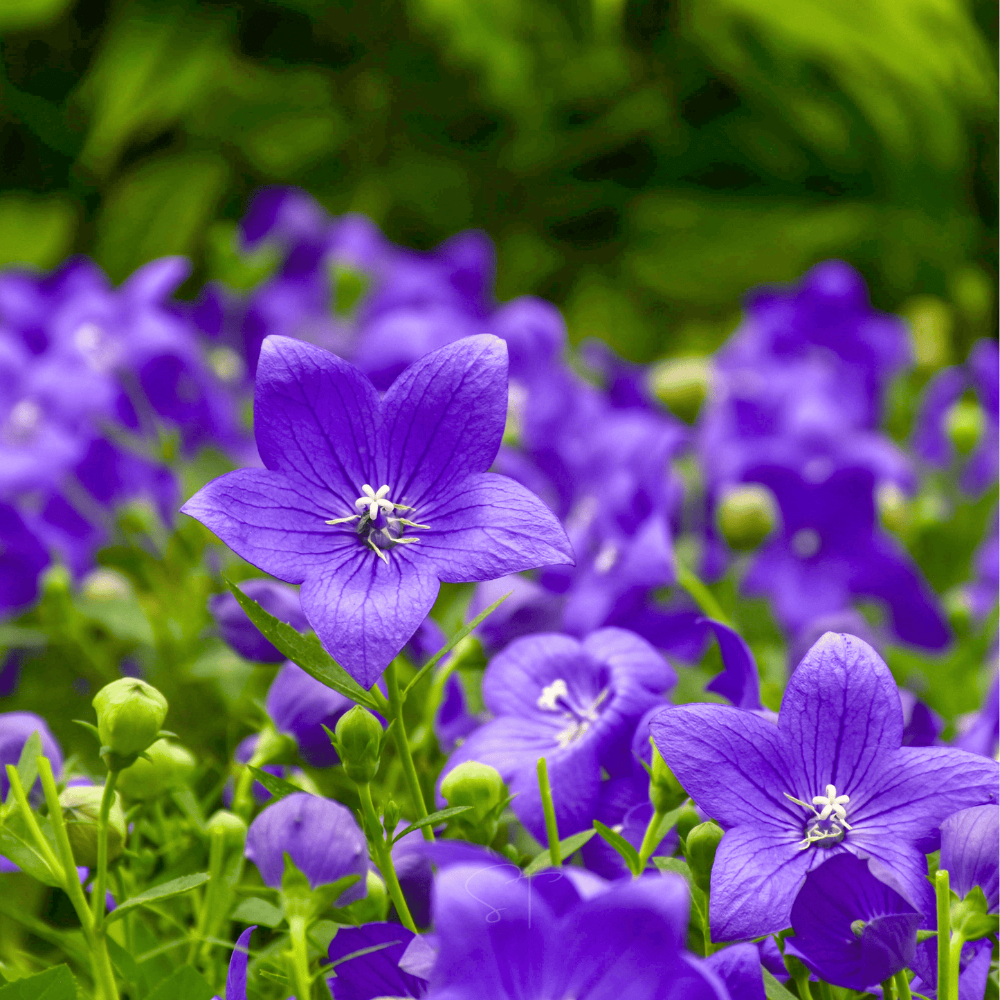 Balloon Flower Platycodon Grandiflorus – Blue Garden Flower Seeds