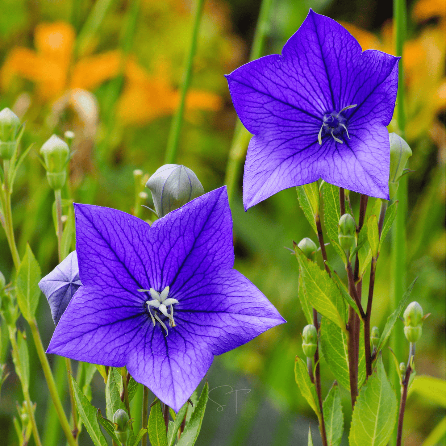 Balloon Flower Platycodon Grandiflorus – Blue Garden Flower Seeds