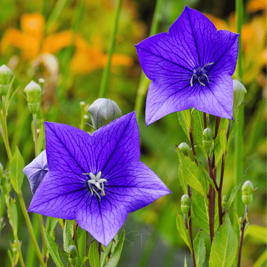 Balloon Flower Platycodon Grandiflorus – Blue Garden Flower Seeds