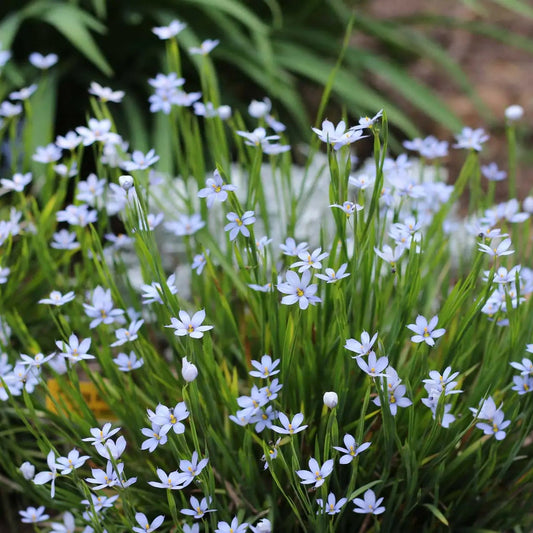 White Blue Eyed – Perennial Flower Seeds