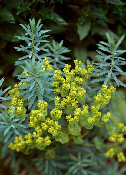 Cushion Spurge Euphorbia Polychroma – Garden Flower Seeds