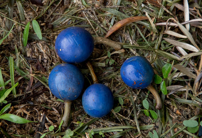 Blue Marble Tree Elaeocarpus Angustifolius – Fruit Tree Seeds