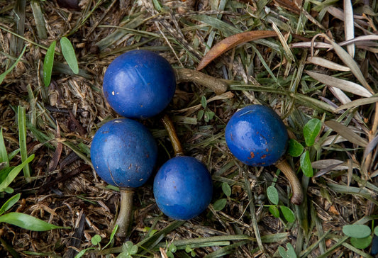 Blue Marble Tree Elaeocarpus Angustifolius – Fruit Tree Seeds
