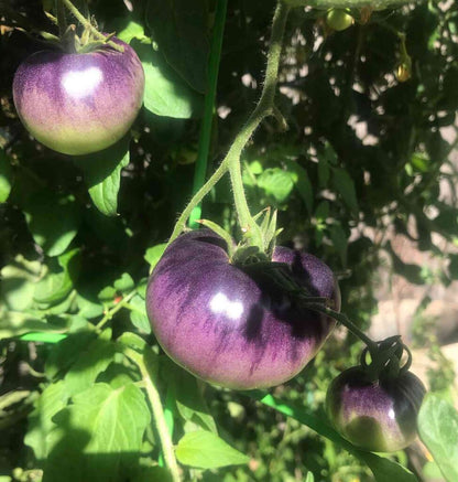 Beefsteak and Blue Cherry Tomato – Heirloom Vegetable Garden Seeds