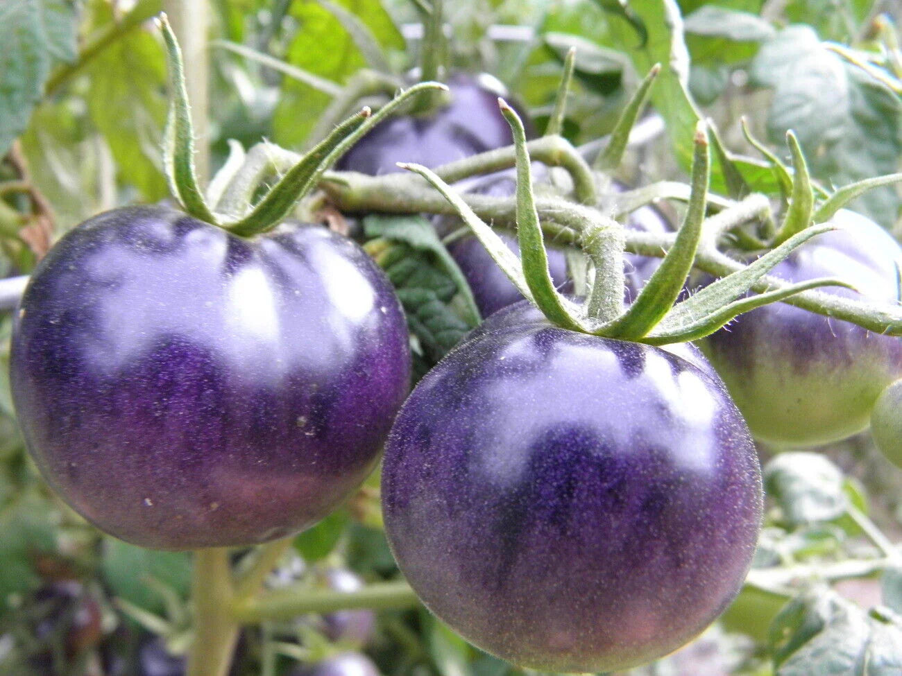 Baby Blue Cherry Tomato – Heirloom Vegetable Garden Seeds