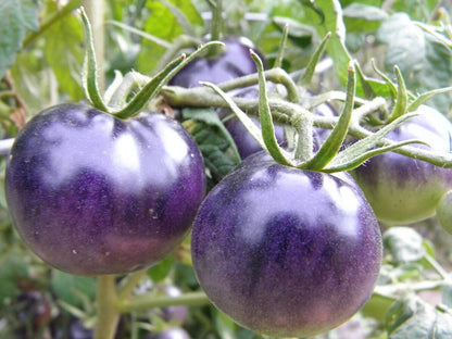 Baby Blue Cherry Tomato – Heirloom Vegetable Garden Seeds