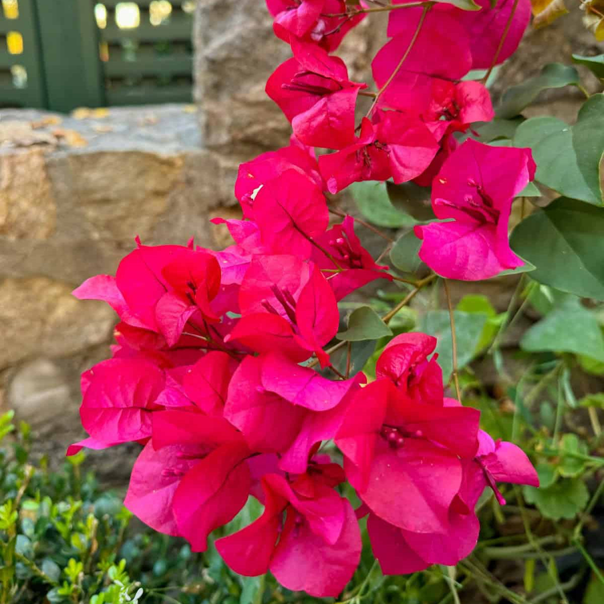 Pink Bougainvillea Seeds - Vibrant Flowering Vine Drought-Tolerant Ornamental Climber