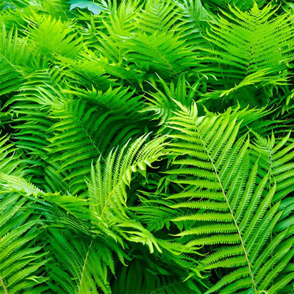 Bracken Fern Seeds - Hardy Perennial Fern Shade-Loving Ornamental Plant for Garden & Pots