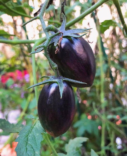 Brad’s Atomic Grape Tomato – Hardy Vegetable Garden Seeds