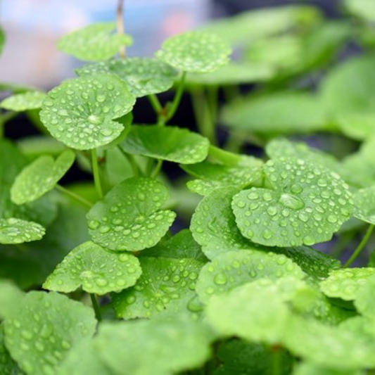 Hydrocotyle Leucocephala Pennywort – Aquarium Plant Seeds