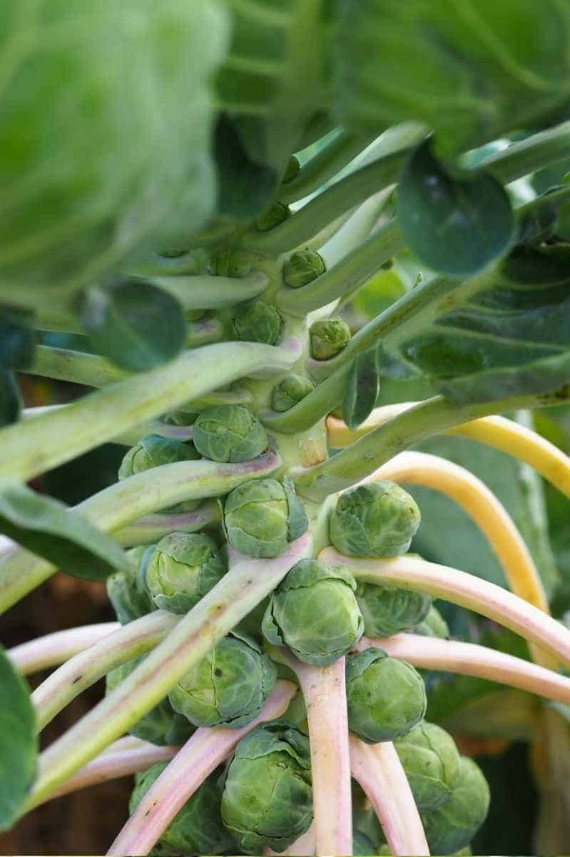 Brussels Cabbage – Hardy Vegetable Seeds