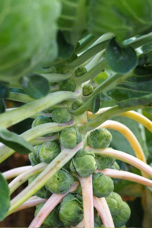 Brussels Cabbage – Hardy Vegetable Seeds
