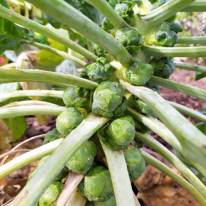 Brussel Sprouts Long Island Brassica Oleracea – Vegetable Garden Seeds
