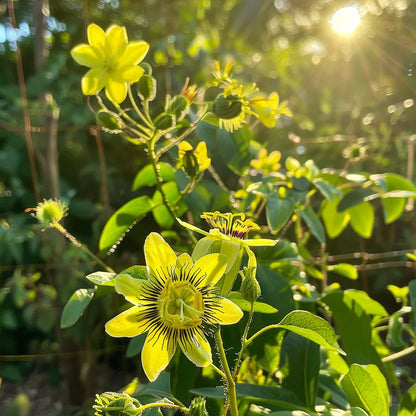 Passiflora citrina Seeds – Yellow Passion Flower Seeds for Planting, Heirloom, Non-GMO, Tropical Climbing Vine