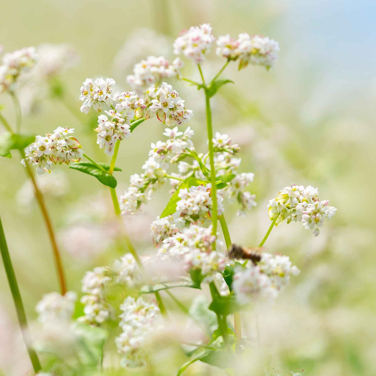 California Buckwheat Seeds – Garden Flower Seeds
