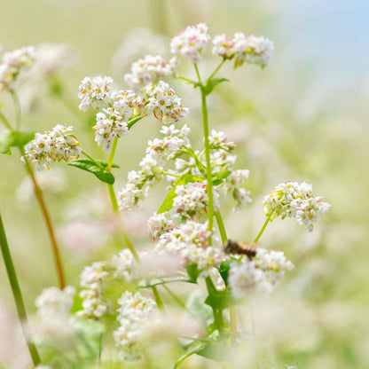 California Buckwheat Seeds – Garden Flower Seeds