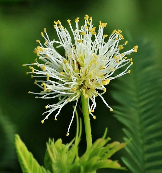 Illinois Bundleflower – Native Wildflower Garden Seeds