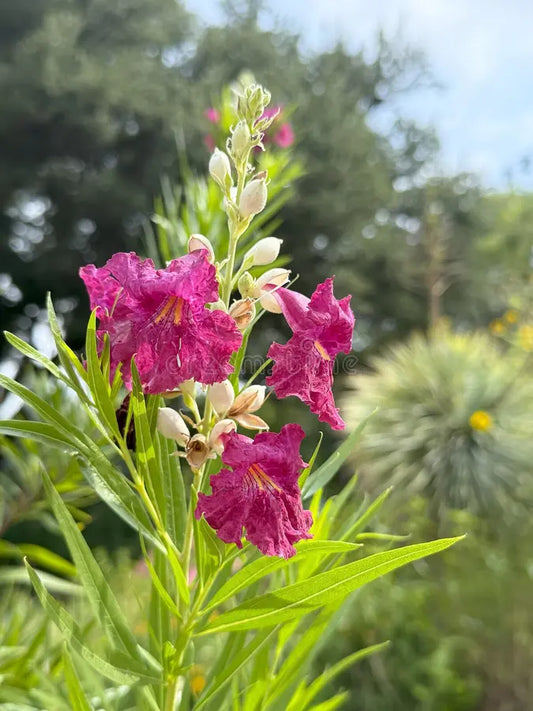Texas Desert Willow Chilopsis Linearis – Hardy Flowering Shrub Seeds