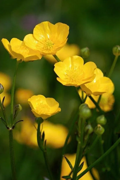 Western Buttercup – Long Blooming Field Flower Seeds