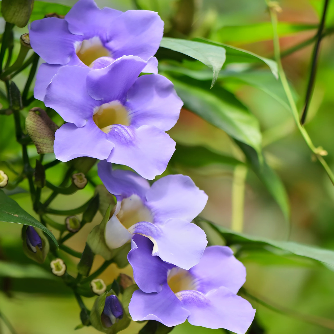 Thunbergia Grandiflora ‘Blue Sky Vine’ Seeds – Heirloom, Non-GMO, Fast-Growing Climbing Vine