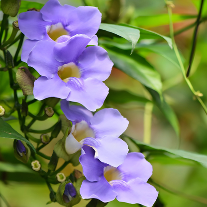 Thunbergia Grandiflora ‘Blue Sky Vine’ Seeds – Heirloom, Non-GMO, Fast-Growing Climbing Vine