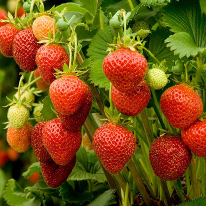Strawberry Streaks Japanese Garden Fruit Seeds