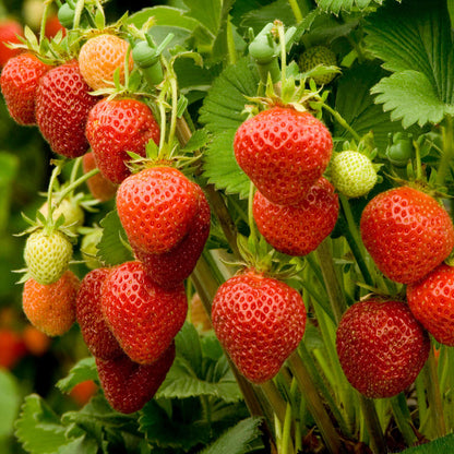 Everbearing Strawberry – Vegetable Seeds