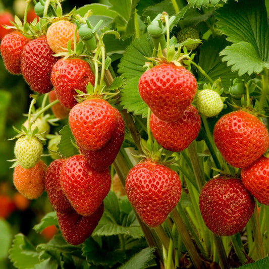 Everbearing Strawberry – Vegetable Seeds