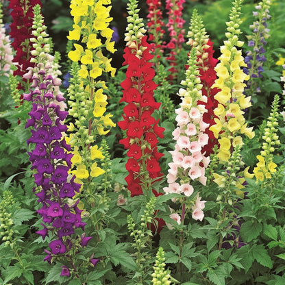Snapdragon Antirrhinum Lucky – Colorful, Annual Flower Seeds