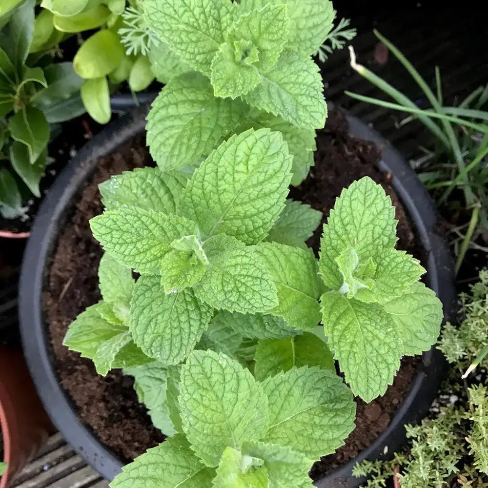 Apple Mint (Mentha suaveolens) Seeds for Planting – Fresh Aromatic Herb Seeds for Home & Garden Growing